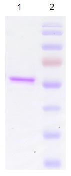 Recombinant HPV33 L1 protein