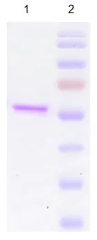 SDS-PAGE - Recombinant HPV33 L1 protein (AB119882)