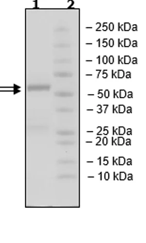 SDS-PAGE - Recombinant Hu Cyclin D3/CCND3 + Cdk4 protein (Active) (GST N-Term, GST N-Term + His N-Term) (AB271459)