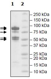 SDS-PAGE - Recombinant hu RbAp48+EED+SUZ12+AEBP2+EZH2 (mut A738T) protein (Active) (His N-Term, DDDDK N-Term) (AB271499)