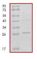 SDS-PAGE - Recombinant Human 14-3-3 alpha + beta protein (AB85273), expandable thumbnail