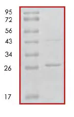SDS-PAGE - Recombinant Human 14-3-3 alpha + beta protein (AB85273)