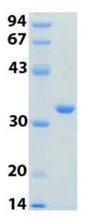 SDS-PAGE - Recombinant Human 14-3-3 eta/YWHAH protein (AB116442)