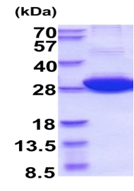 SDS-PAGE - Recombinant Human 14-3-3 eta/YWHAH protein (AB210881), expandable thumbnail