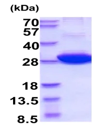SDS-PAGE - Recombinant Human 14-3-3 eta/YWHAH protein (AB210881)
