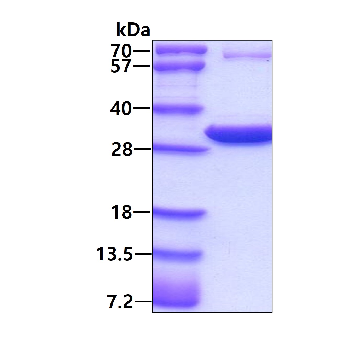 SDS-PAGE - Recombinant Human 14-3-3 eta/YWHAH protein (AB78710), expandable thumbnail