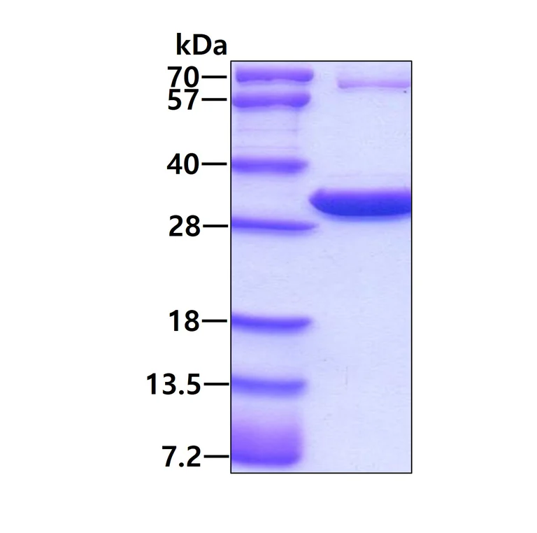 SDS-PAGE - Recombinant Human 14-3-3 eta/YWHAH protein (His tag N-Terminus) (AB78710)