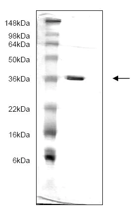 SDS-PAGE - Recombinant Human 14-3-3 gamma/YWHAG protein (AB166880)