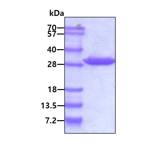 SDS-PAGE - Recombinant Human 14-3-3 gamma/YWHAG protein (AB53869), expandable thumbnail
