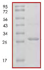 SDS-PAGE - Recombinant Human 14-3-3 sigma/SFN protein (AB85271)