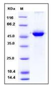 SDS-PAGE - Recombinant Human 14-3-3 sigma/SFN protein (Tagged) (AB276325)