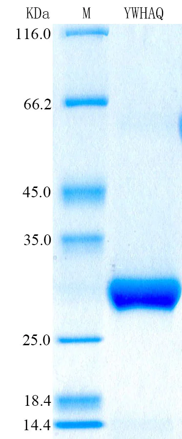 SDS-PAGE - Recombinant Human 14-3-3 tau Protein Standard (His tag) (AB316553)