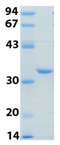 SDS-PAGE - Recombinant Human 14-3-3 Theta + Tau protein (AB116444), expandable thumbnail