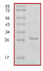 SDS-PAGE - Recombinant Human 14-3-3 Theta + Tau protein (AB85270)