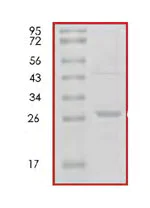 SDS-PAGE - Recombinant Human 14-3-3 zeta protein (AB85268)