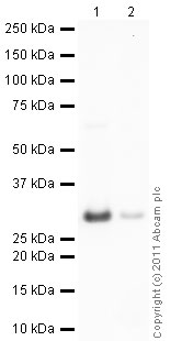 Western blot - Recombinant Human 14-3-3 zeta protein (AB85268)