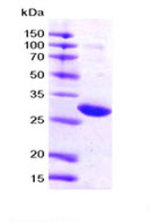 SDS-PAGE - Recombinant Human 14-3-3 zeta protein (AB87361), expandable thumbnail