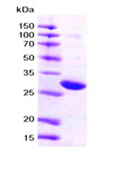 SDS-PAGE - Recombinant Human 14-3-3 zeta protein (His tag N-Terminus) (AB87361)