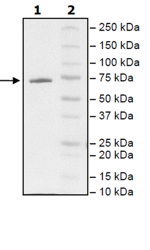 SDS-PAGE - Recombinant Human 15 Lipoxygenase 1 protein (DDDDK tag N-Terminus) (AB196053)