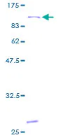 SDS-PAGE - Recombinant Human 15 Lipoxygenase 1 protein (GST tag N-Terminus) (AB114421)