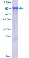 SDS-PAGE - Recombinant Human 15-LOX-2 protein (GST tag N-Terminus) (AB132282)