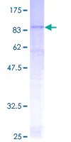 SDS-PAGE - Recombinant Human 24p3R protein (GST tag N-Terminus) (AB153343)