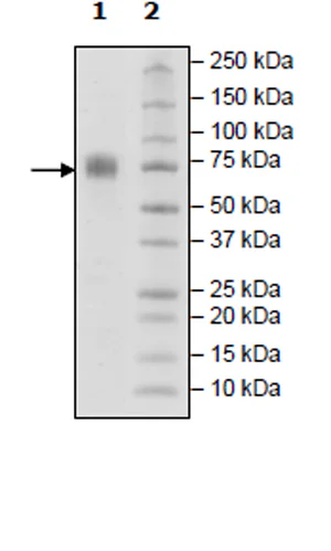 SDS-PAGE - Recombinant human 2B4 protein (Biotin) (Fc tag C-Terminus + Avi tag C-Terminus) (AB271416)