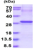 SDS-PAGE - Recombinant Human 2B4 protein (denatured) (AB130055)