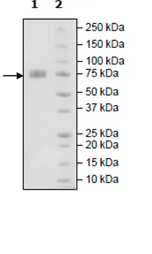 SDS-PAGE - Recombinant Human 2B4 protein (Fc tag C-Terminus + Avi tag C-Terminus) (AB271415)