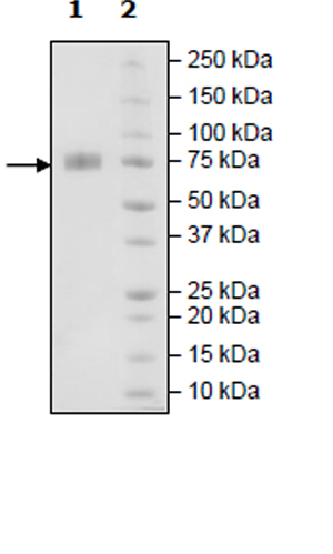 SDS-PAGE - Recombinant Human 2B4 protein (Tagged) (AB271415), expandable thumbnail
