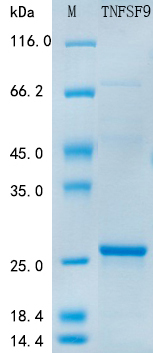 SDS-PAGE - Recombinant Human 4-1BBL Protein Standard (His tag) (AB316400), expandable thumbnail