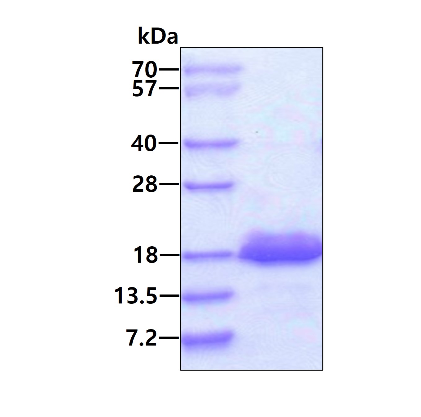 SDS-PAGE - Recombinant Human 4E-BP2 protein (AB104667)