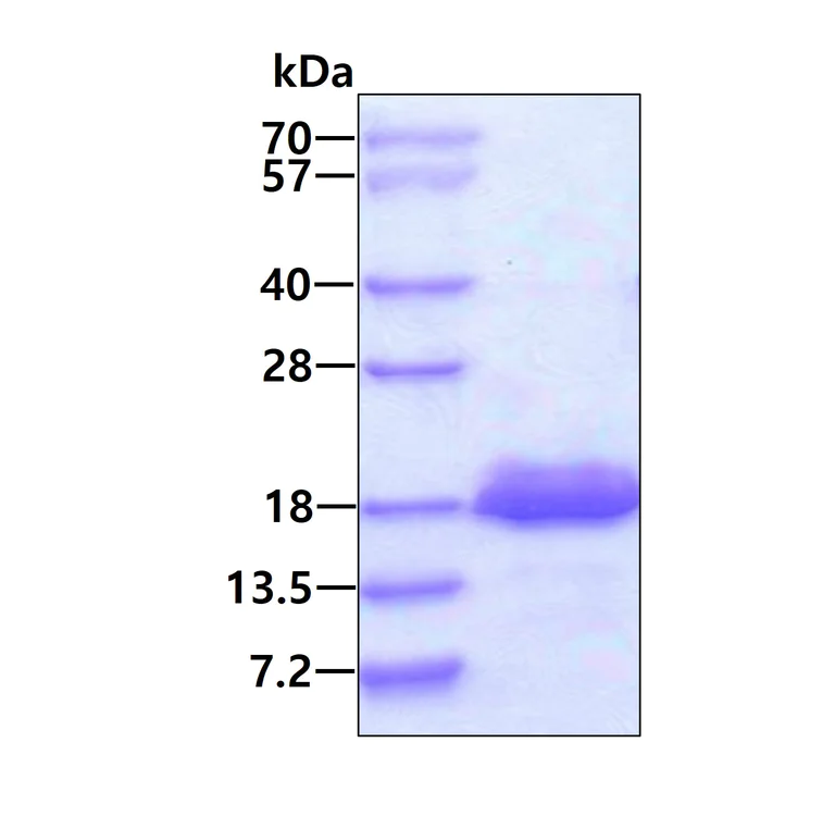 SDS-PAGE - Recombinant Human 4E-BP2 protein (AB104667)