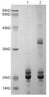 SDS-PAGE - Recombinant Human 4E-BP2 protein (AB172157), expandable thumbnail