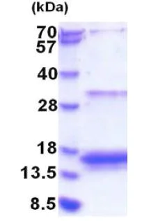 SDS-PAGE - Recombinant Human 4E-BP3 protein (His tag N-Terminus) (AB183250)