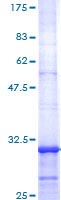 SDS-PAGE - Recombinant Human 5-HT2C Receptor protein (AB114363), expandable thumbnail