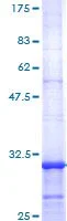 SDS-PAGE - Recombinant Human 5-HT2C Receptor protein (GST tag N-Terminus) (AB114363)