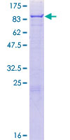SDS-PAGE - Recombinant Human 5 Lipoxygenase/5-LO protein (GST tag N-Terminus) (AB114310)