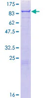 SDS-PAGE - Recombinant Human 5 Lipoxygenase/5-LO protein (GST tag N-Terminus) (AB114310)