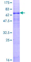 SDS-PAGE - Recombinant Human 5HT1A Receptor protein (GST tag N-Terminus) (AB132419)