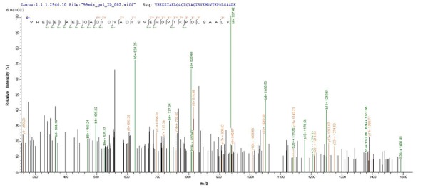 Mass Spectrometry - Recombinant Human 68kDa Neurofilament/NF-L protein (His tag) (AB224840), expandable thumbnail