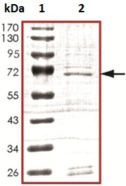 SDS-PAGE - Recombinant Human A-Raf protein (AB127659), expandable thumbnail