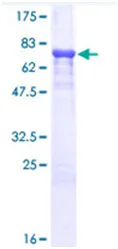 SDS-PAGE - Recombinant Human A1BG protein (GST tag N-Terminus) (AB116793)