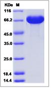 SDS-PAGE - Recombinant Human A1BG protein (His tag) (AB276701), expandable thumbnail