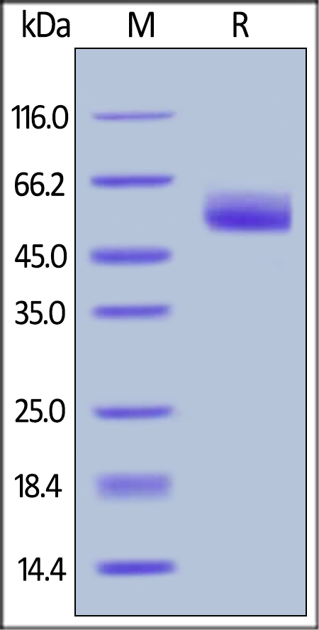 Recombinant human AACT protein