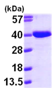 SDS-PAGE - Recombinant Human AASDHPPT protein (AB99433)