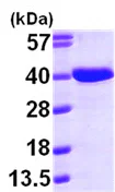 SDS-PAGE - Recombinant Human AASDHPPT protein (AB99433)