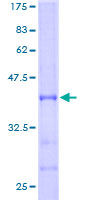 Recombinant Human ABAT/GABA-T protein