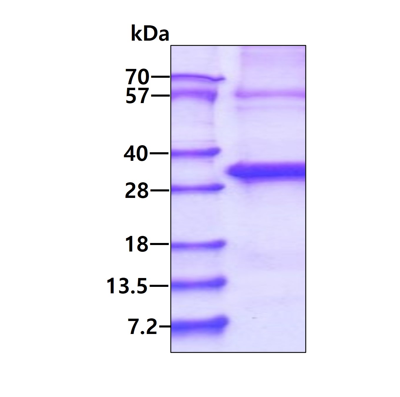 SDS-PAGE - Recombinant Human ABHD12B protein (denatured) (AB181894)