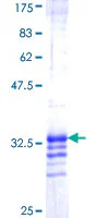 SDS-PAGE - Recombinant Human Abi-1 protein (GST tag N-Terminus) (AB160761)